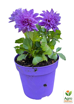 LMTD Георгина низкорослая крупноцветковая "Figaro Violet" (цветущая)27
