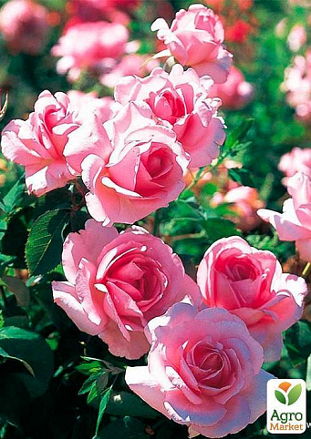 Ексклюзив! Роза мініатюрна ніжно рожева "Ранок в Парижі" (Morning in Paris) (саджанець класу АА +, преміальний самий рясно квітучий сорт)