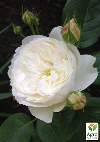 Троянда англійська "Фаєр Б'янка" (саджанець класу АА+) вищий сорт - фото 2