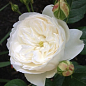 Троянда англійська "Фаєр Б'янка" (саджанець класу АА+) вищий сорт купить
