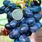 Виноград "Кодрянка" (ранний срок созревания)
