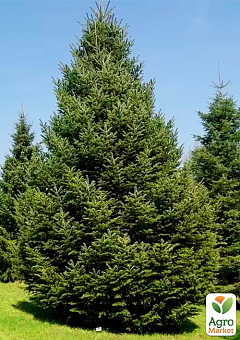 Ялиця 4-річна кавказька Нордмана (Abies nordmanniana), С4 висота 40-50 см2