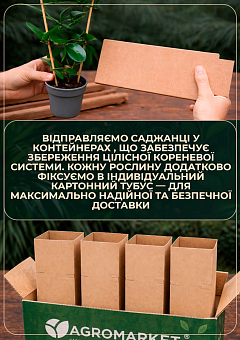 LMTD Хойя carnosa "Krimson Queen" 15-25см6