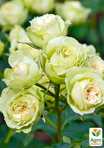 Роза мелкоцветковая (спрей) "Lovely Green" (саженец класса АА+) высший сорт - фото 3