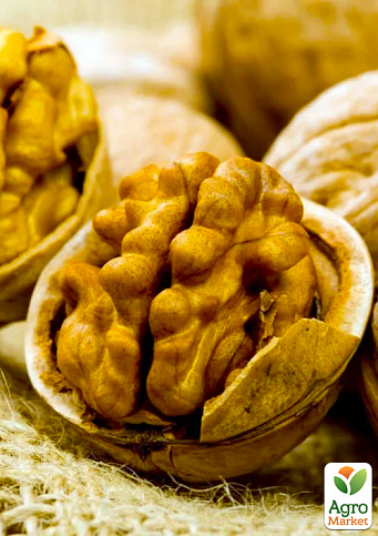Грецкий орех привитой "Yarovskoj" высота 50-80см (болезнеустойчивый, высокоурожайный, морозостойкий)