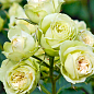 Роза мелкоцветковая (спрей) "Lovely Green" (саженец класса АА+) высший сорт цена