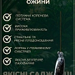 Ожина рання (найсмачніший сорт в світі!) "Небеса можуть почекати" (Heaven Can Wait) купить