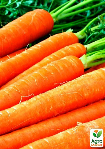 Морковь "Чудо рынка" (Зипер) ТМ "Весна" 5г - фото 2