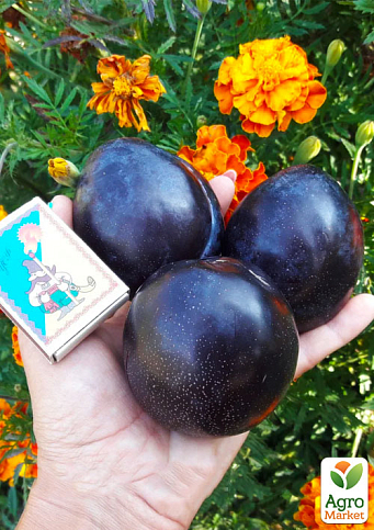 Слива диплоидная "Блэк Сплендор" (Black Splendor) (летний сорт, средний срок созревания) - фото 5