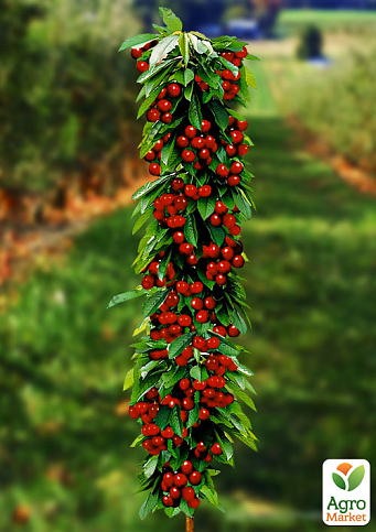 Эксклюзив! Черешня колоновидная рубиново-красная "Красная помада" (Red lipstick) (премиальный супер сладкий сорт)