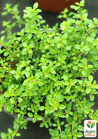 Чебрець "Golden Dwarf"