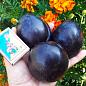 Слива диплоидная "Блэк Сплендор" (Black Splendor) (летний сорт, средний срок созревания)