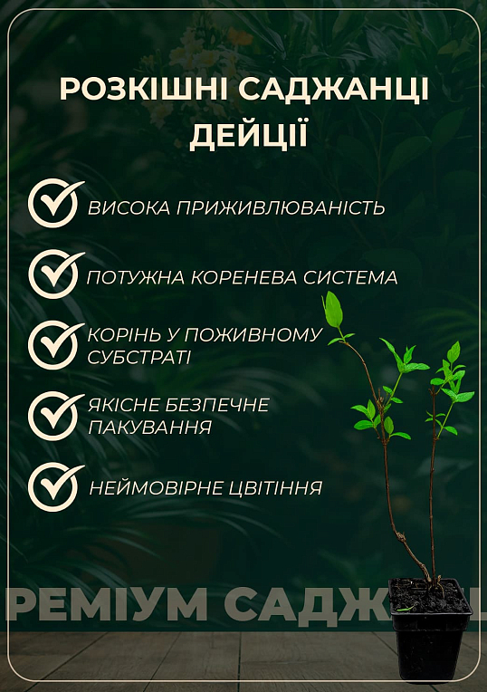 Дейция гибридная "Lemoinei"  - фото 3