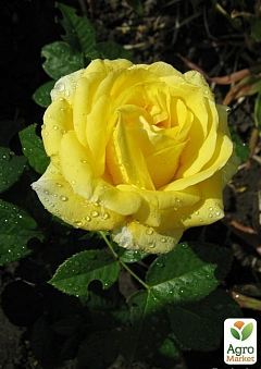 Роза чайно-гибридная "Папилон" (саженец класса АА+) высший сорт2