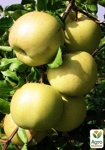 Яблуня "Сіріус" (зимовий сорт, пізній термін дозрівання)