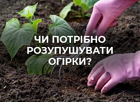 Чому не можна рихлити ґрунт навколо огірків | Поради від Agro-market 