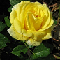 Роза чайно-гібридна "Папілон" (саджанець класу АА +) вищий сорт