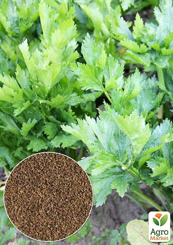 На вагу Селера листова "Грибовська" ТМ "Весна" ціна за 2г