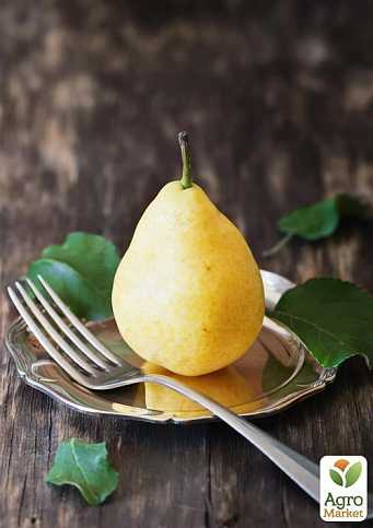 Груша "Бере Киевская" (зимний сорт, поздний срок созревания) - фото 5