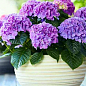 LMTD Гортензия махровая цветущая 2-х летняя "Tabletensia Purple" (15-30см) цена