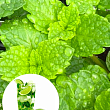 М'ята Мохіто "Mint Mojito"