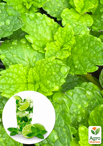 М'ята Мохіто "Mint Mojito"