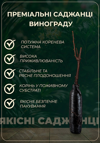 Виноград "Дублянський" (винний сорт, ранній термін дозрівання)  - фото 5