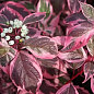 Дерен білий "Sibirica Variegata" (висота саджанця 15-20см) купить