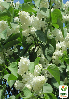 Сирень инвитро "Принцесса Клементина" (Syringa vulgaris "Princesse Clementine") вазон С217