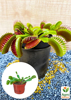 Венерина Мухоловка (Dionaea Muscipula) 1 саджанець в упаковці (кімнатний) Нідерланди