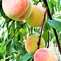Персик "Дружба" (летний сорт, среднего срока созревания)