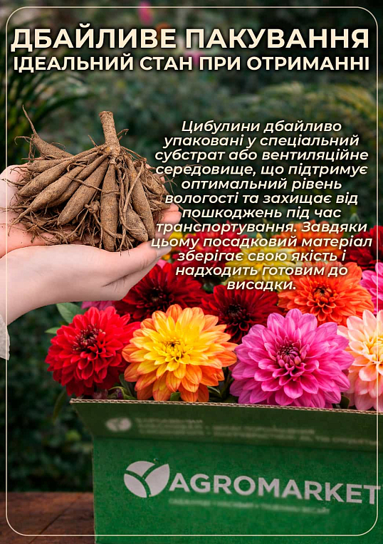 Жоржина "Penhill Watermelon" (гігантська квітка) - фото 3