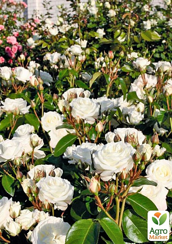 Троянда кущова "Алабастер" (Alabaster) (саджанець класу АА+) вищий сорт  - фото 3
