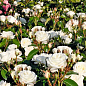 Роза кустовая "Алабастер" (Alabaster) (саженец класса АА+) высший сорт цена