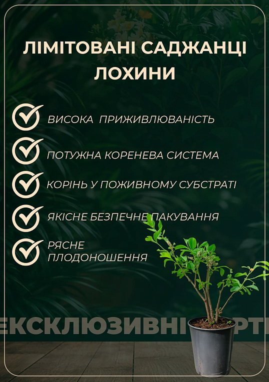 LMTD Лохина "Bluegold" (сортова, вкорінена) висота 50-70см