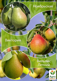 Дерево-сад Груша "Ноябрьская+Виктория+Вильямс Летний" 1