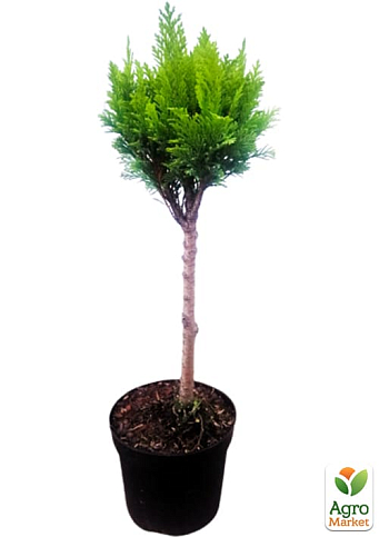 LMTD Кипарисовик на штамбе 3-х летний "Gold Vormen" (40-60см) - фото 5