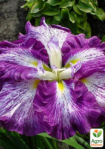 Ирис мечевидный японский (Iris ensata) "Harlequinesque" 