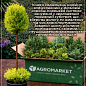 Араукария (Araucaria heterophylla) комнатная ель (высота 30-45см)