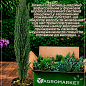 Ялівець козацький Tamariscifolia (контейнер Р9, висота 10-20 см)