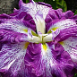 Ірис мечоподібний японський (Iris ensata) "Harlequinesque"