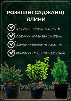 Ель голубая "Majestic Blue" вазон С1,5, высота 15-30см22