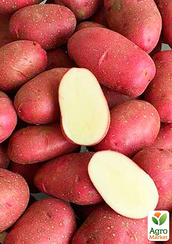 Насіннєва ультрарання картопля "Торнадо" (на варіння, 1 репродукція) 10кг