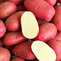 Насіннєва ультрарання картопля "Торнадо" (на варіння, 1 репродукція) 10кг