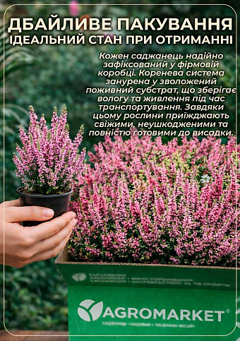 Вереск вечнозеленый "Myrtha" - фото 4