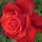 Роза чайно-гибридная "Гранд Аморе" (саженец класса АА+) высший сорт
