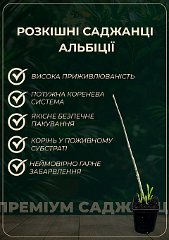 Альбіція 2-річна ленкоранська «Fan Silk Flame» (красиво квітуча, дуже ароматна) висота 70-100см5