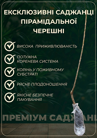 Черешня колоновидная желтая "Мертон Глори" (крупноплодный, сладкий сорт) - фото 3