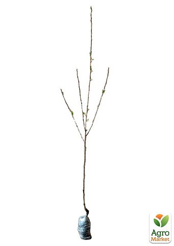 Сакура на штамбі "Канзан" (вік від 2-х років, висота 160-200см) - фото 6