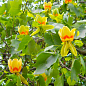 Тюльпановое дерево ярко-желтое "Лириодендрон" (Liriodendron tulipifera)